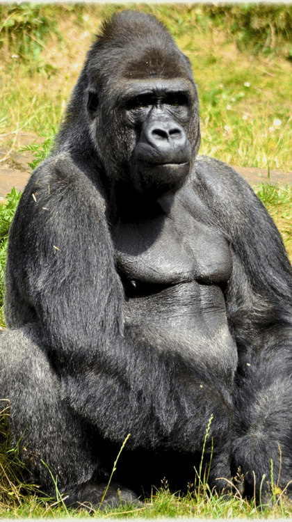 Decouvrez les animaux du zoo de la fleche