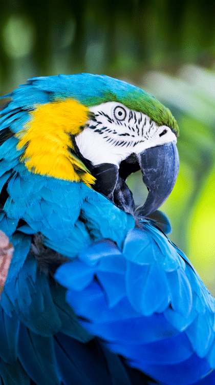 Perroquet au zoo parc de beauval