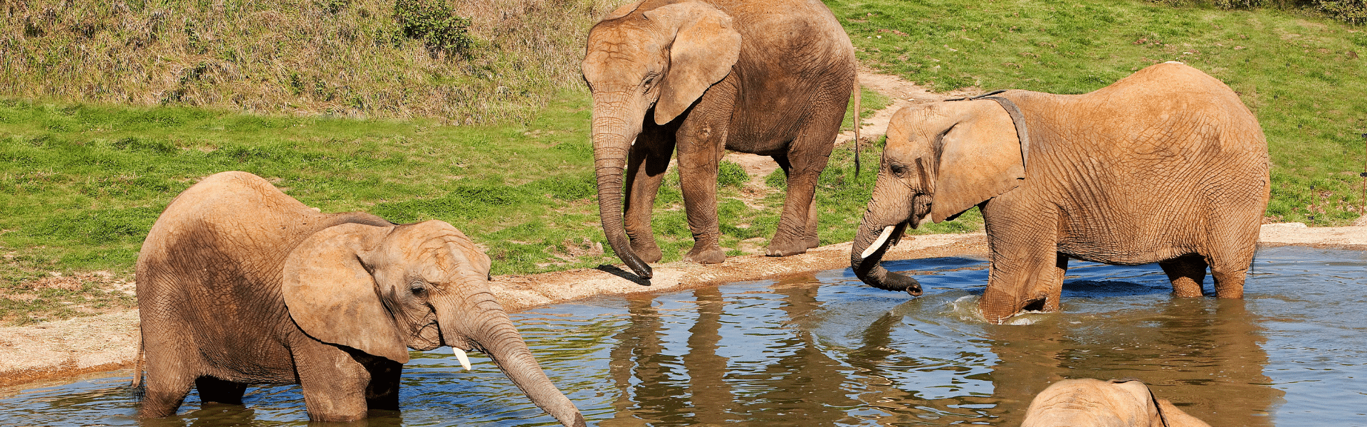 Voir des éléphants près du camping arada