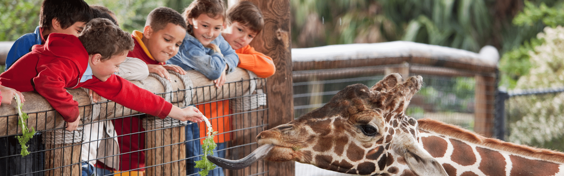 camping roche du zoo de la flèche