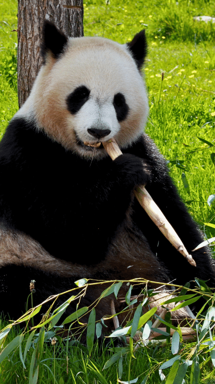 Emplacements camping nature