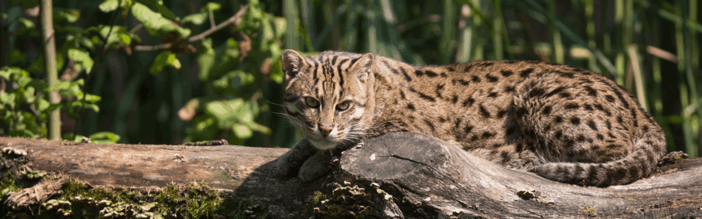 zoo de la fleche actualite