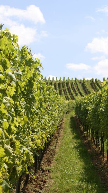 château vignobles la loire