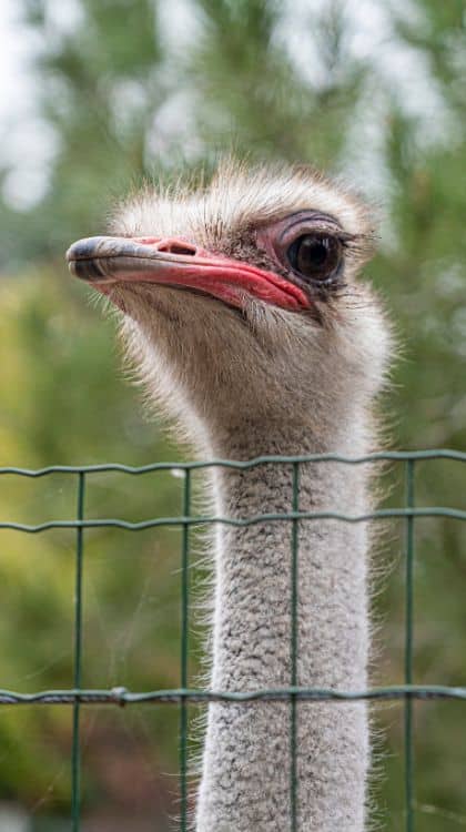 l'élevage d'Autruche du Loir.