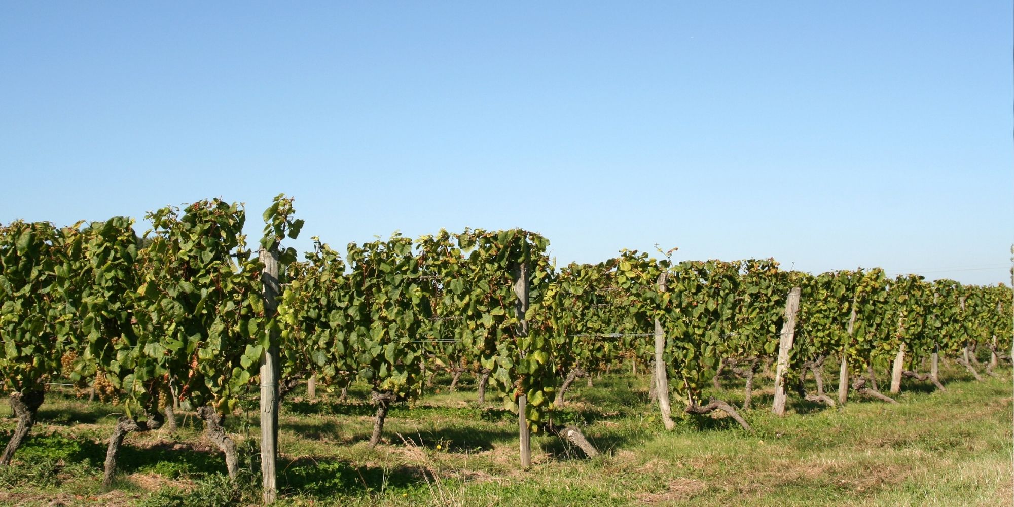 vignes Indre et Loire